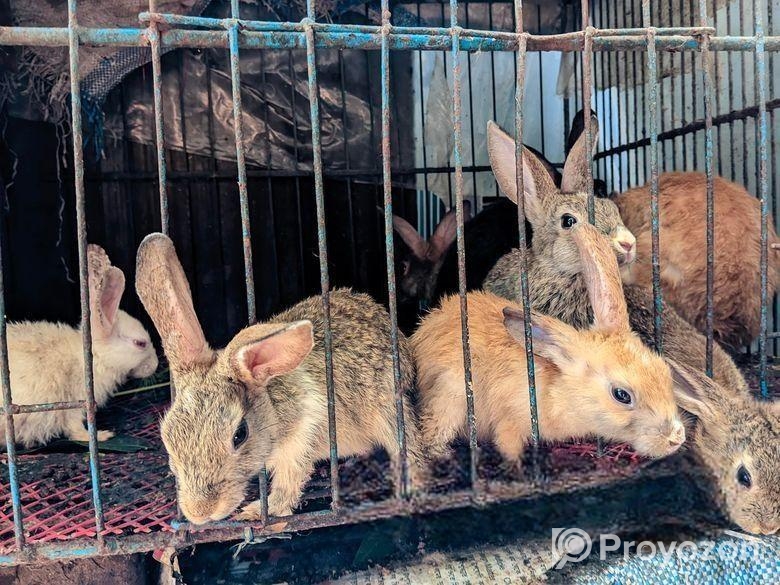 Rabbit For Sell