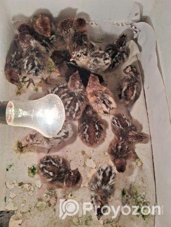 ফাওমি মুরগীর বাচ্চা