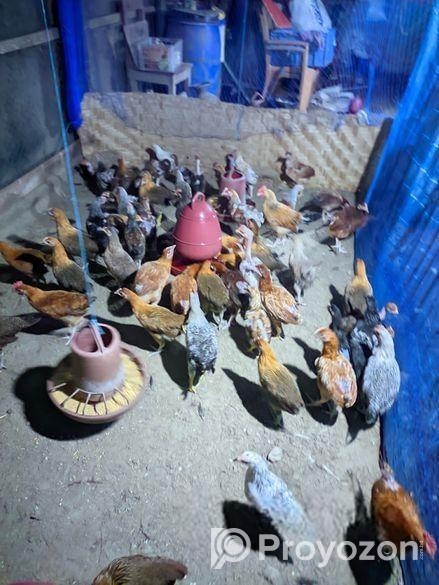 দেশি মুরগি বিক্রি হবে।