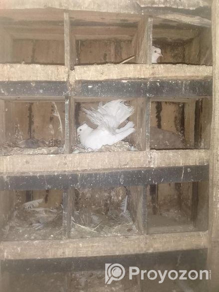 ময়ূরী নারী+ঝুঁটি ওয়ালা সাদা নর রানিং জোড়া