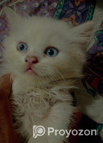 Persian Cat