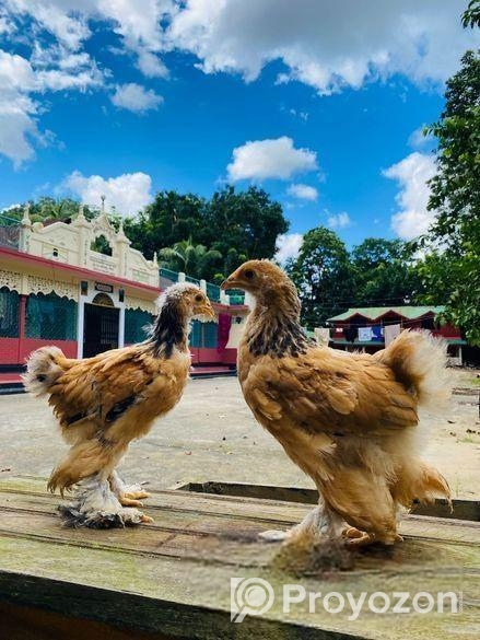 মুরগি ব্রাহমা বাচ্চা বিক্রয় হবে
