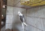 ডাবল মেল কোকাটেল সেল