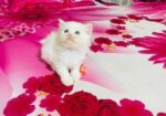 Persian Male and Female cat