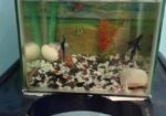 Aquarium with Fish