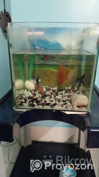 Aquarium with Fish