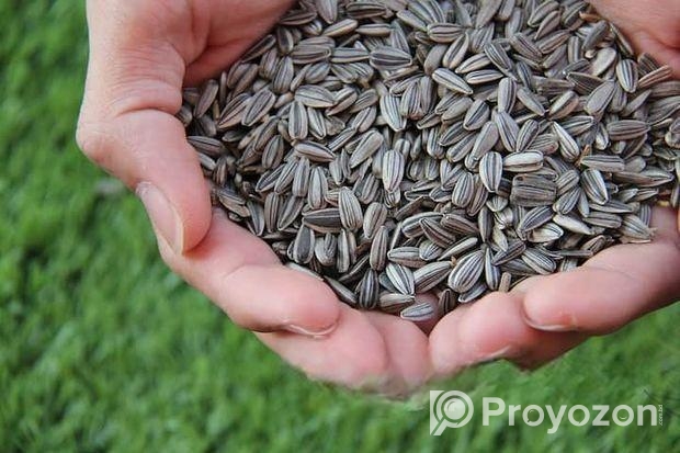 সূর্য়মোখী বীজ,,,, শুকনা ১০০% বীজের গেরান্টি