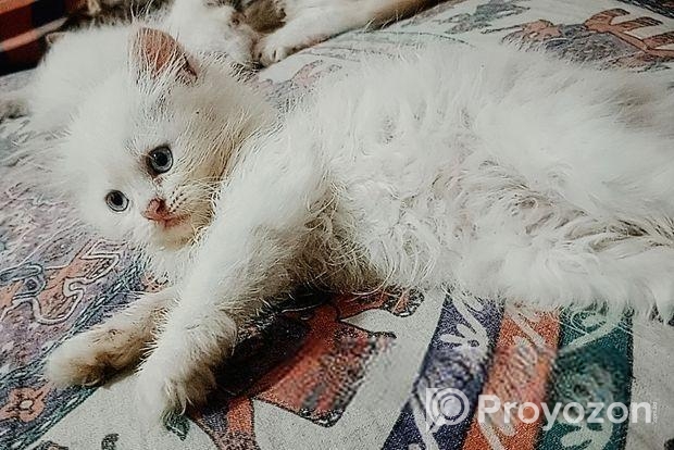 Persian Cat