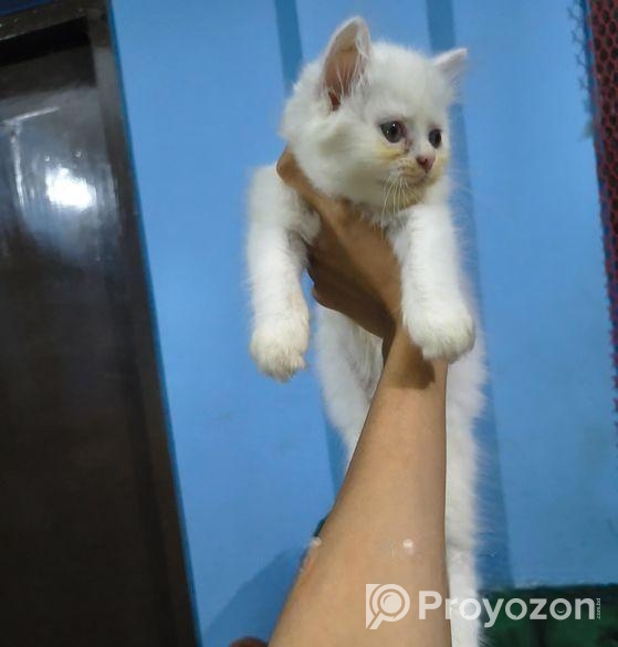 Persian cat ‍Sell Post