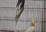 ডাবল মেল কোকাটেল সেল