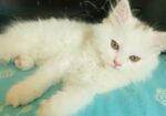 Persian Male and Female cat