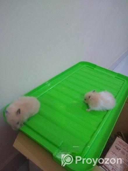 A Golden Syrian Hamster