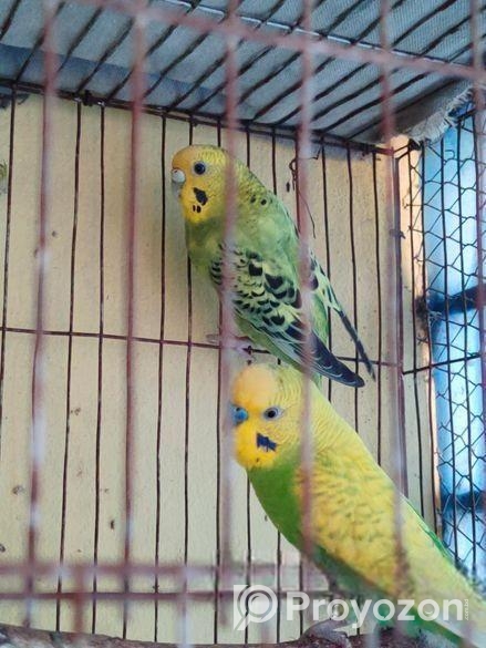 বাজিগার পাখি