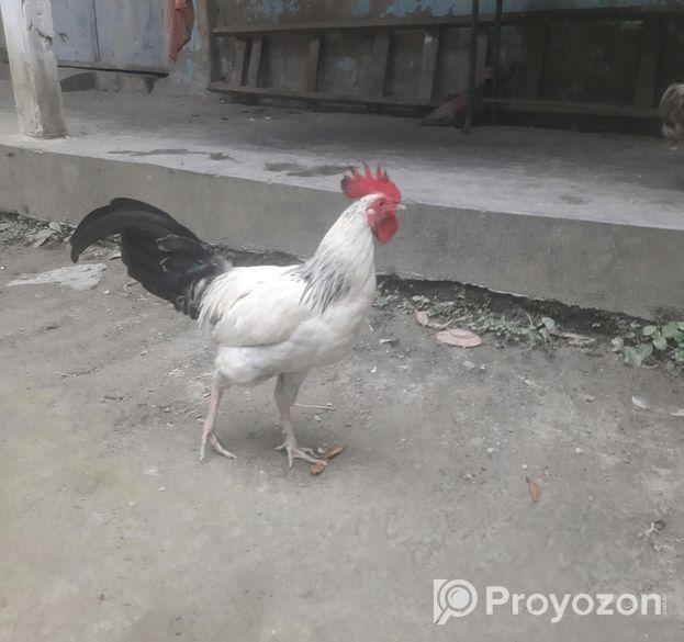 দেশি মোরগ