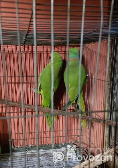 Indian ring necked