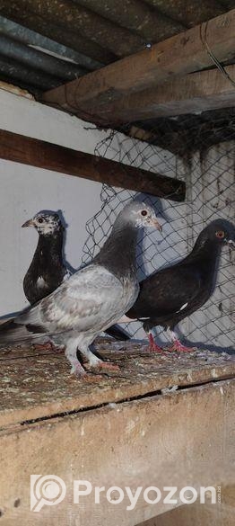 giribaz kobutor sale