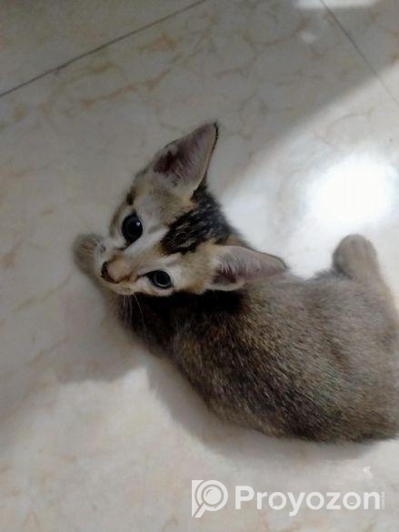 cat adoption