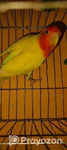 Love Bird