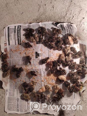 বাচ্চা কোয়েল পাখি