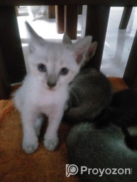 cat adoption