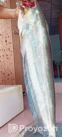 হাওরের বোয়াল মাছ