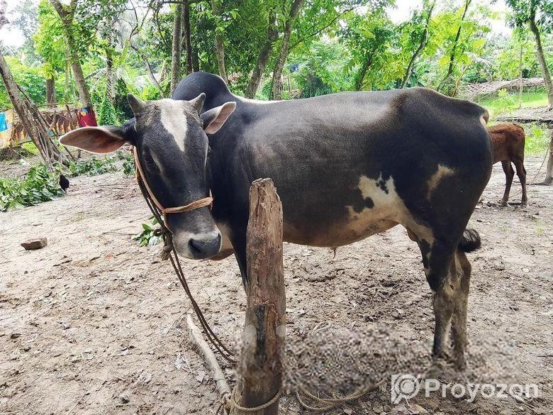 এরে গরু