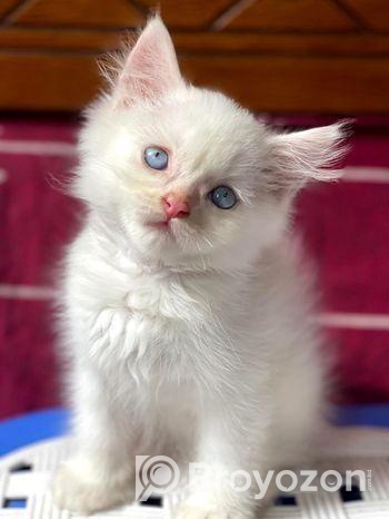 Traditional Persian Kitten