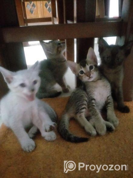 cat adoption