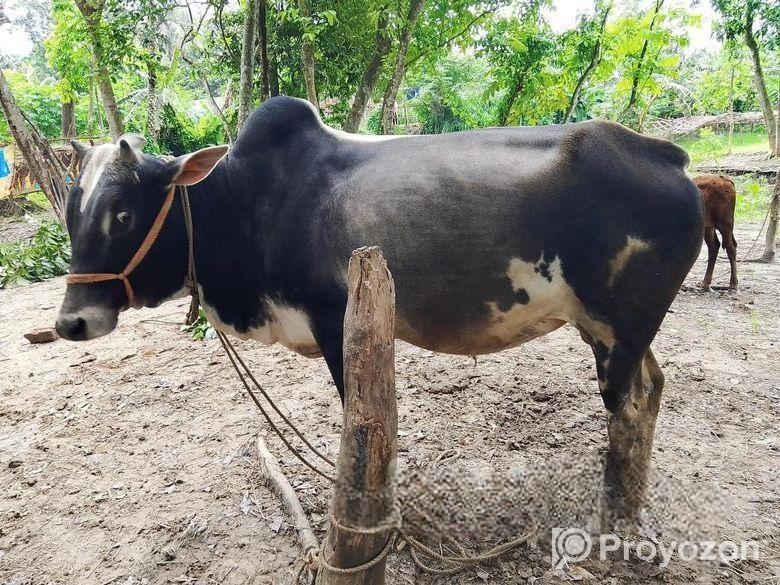 এরে গরু
