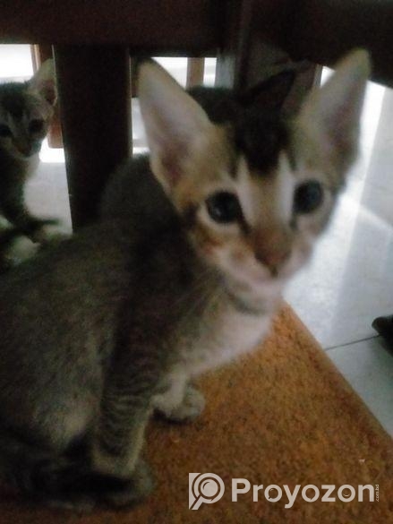 cat adoption