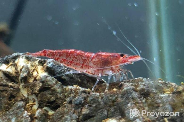 Shrimp