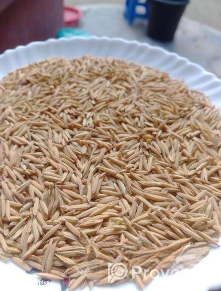 পাকিস্তানি বাসমতী ধানের বীজ