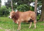 শাহিওয়াল ষাড় বাচ্চা