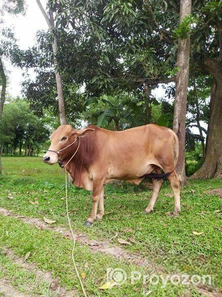 শাহিওয়াল ষাড় বাচ্চা