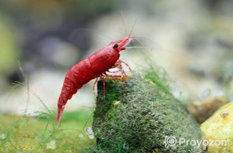 Shrimp