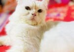 cat for sell