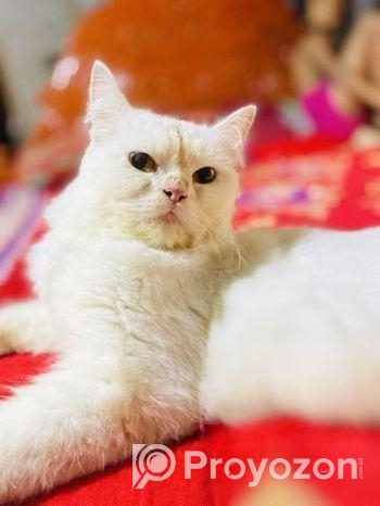 cat for sell