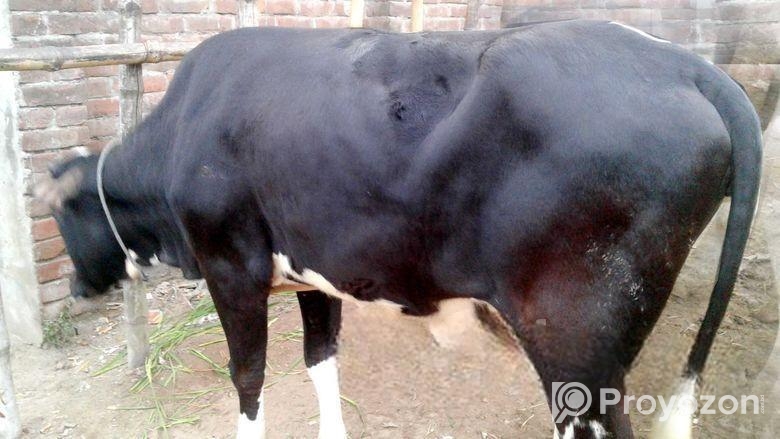 উন্নত জাতের বকনা বিক্রয়। (৪৪৪১নং বকনা)