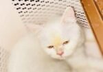 cat for sell