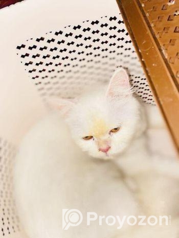 cat for sell