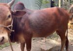 দেশি ষাড়