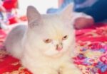cat for sell