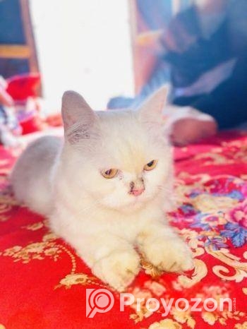 cat for sell
