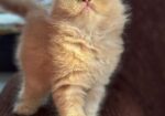 Traditional pure persian male/female
