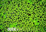 Aquarium plants