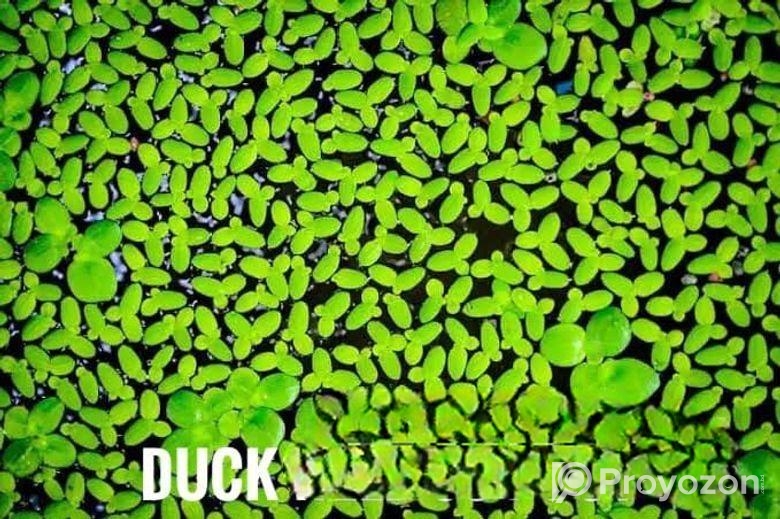 Aquarium plants