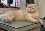 parsian Cat