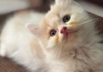 Traditional pure persian male/female