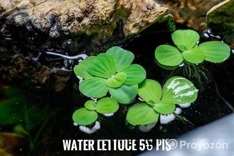 Aquarium plants