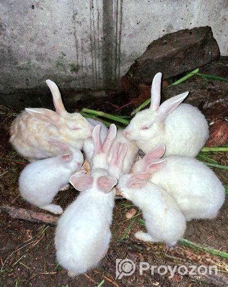 ৬ টি খরগোশ বিক্রি করা হবে